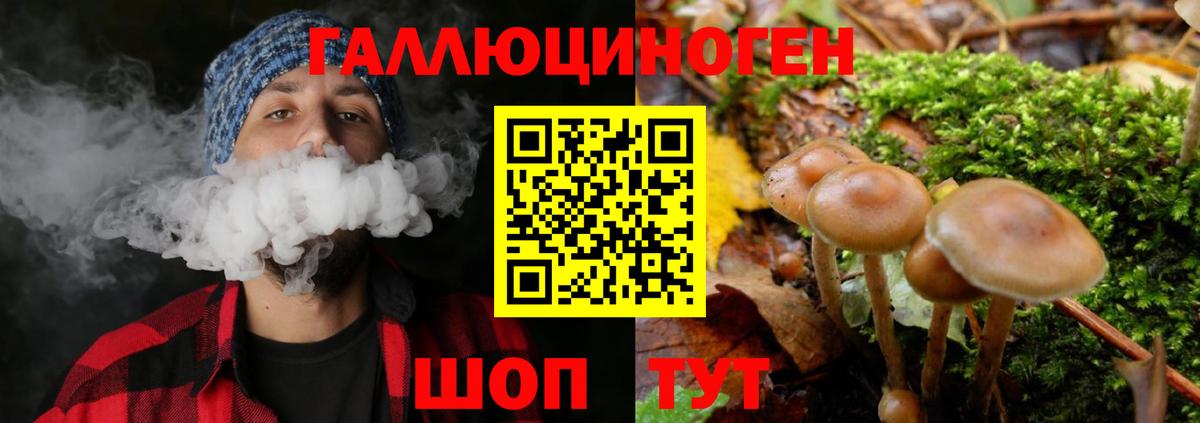 Псилоцибиновые грибы мицелий Новозыбков
